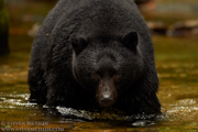 GREAT BEAR RAINFOREST - COASTAL BRITISH COLUMBIA